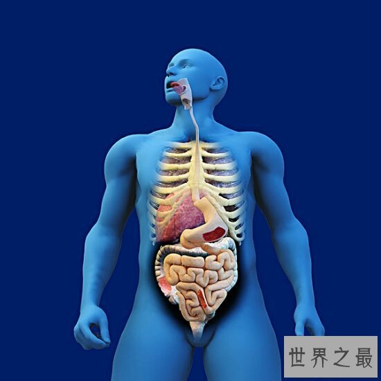 【图】人体内脏图，左下腹器官竟然是分男女的