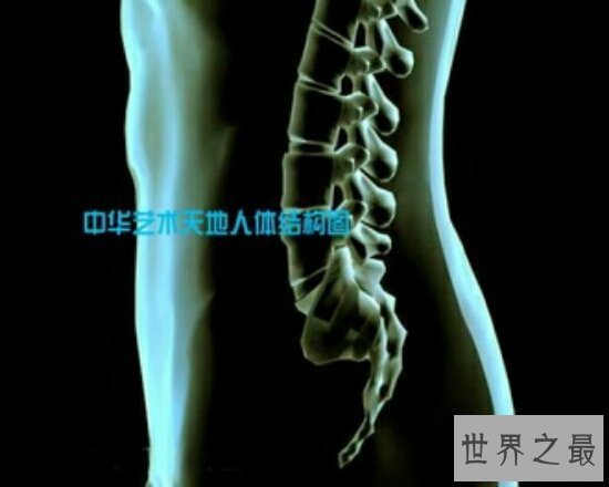 【图】人体内脏图，左下腹器官竟然是分男女的