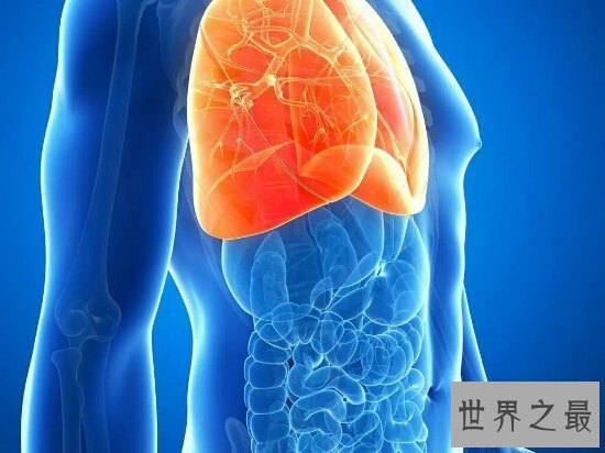 【图】人体内脏图，左下腹器官竟然是分男女的