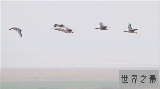 【图】中国最大的淡水湖鄱阳湖 水质下降存在四大原因