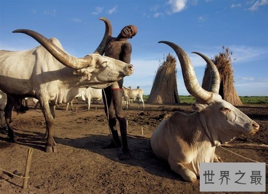 【图】世界上最黑的人丁卡人，以牛为生越黑血缘越好