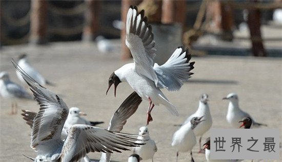 【图】鹤立鸡群的故事典故 客人公嵇绍才华横溢派头不