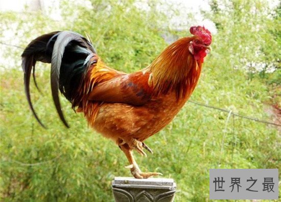 【图】鹤立鸡群的故事典故 客人公嵇绍才华横溢派头不