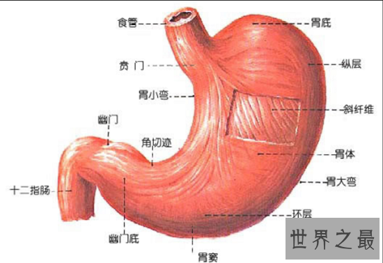 【图】最逆天日本大胃王 竟是个可恶娇小的小女生