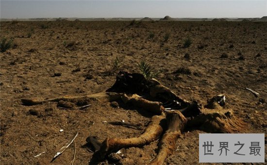 【图】罗布泊双鱼玉佩事情 六大疑点削减奥秘色调