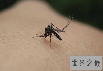 【图】蚊子青睐叮咬什么血型的人 有这五种特点的人要