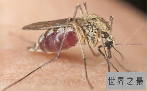 【图】蚊子青睐叮咬什么血型的人 有这五种特点的人要