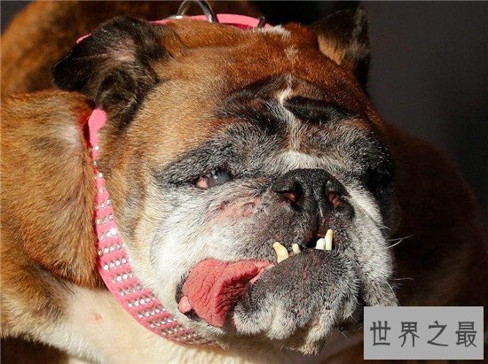 【图】世界上最丑的狗Zsa Zsa 历经5年凄惨生存终在梦中