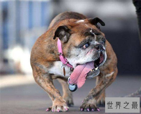 【图】世界上最丑的狗Zsa Zsa 历经5年凄惨生存终在梦中