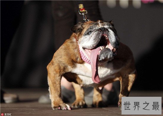 【图】世界上最丑的狗Zsa Zsa 历经5年凄惨生存终在梦中