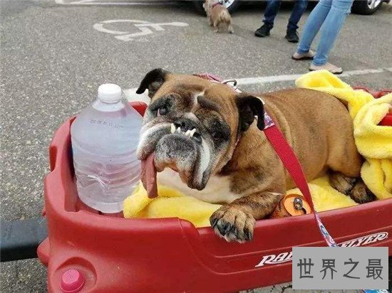 【图】世界上最丑的狗Zsa Zsa 历经5年凄惨生存终在梦中