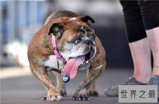 【图】世界上最丑的狗Zsa Zsa 历经5年凄惨生存终在梦中