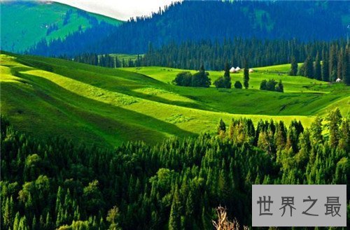 【图】中国四大草原分别是哪些 呼伦贝尔大草原成为天