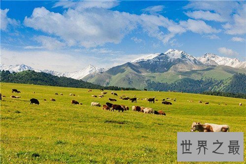 【图】中国四大草原分别是哪些 呼伦贝尔大草原成为天