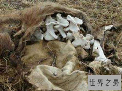 【图】中国十大奇案引见 重庆红衣男孩至今未破解