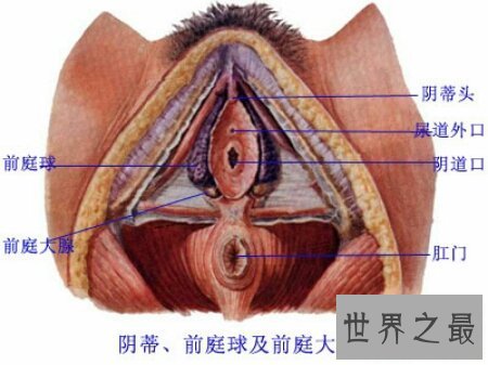 【图】女孩生殖器到底长什么样子 据说很迷人啊