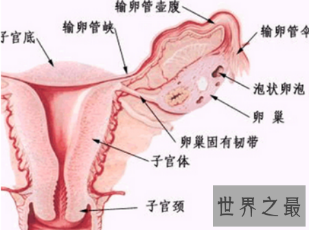 【图】女孩生殖器到底长什么样子 据说很迷人啊