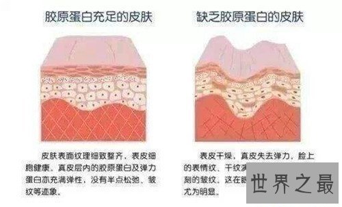 【图】胶原蛋白的效用与作用 什么工夫服用胶原蛋白最