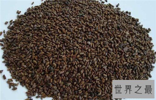 【图】决明子泡水喝的效用 搭配山楂可能起到减肥的作