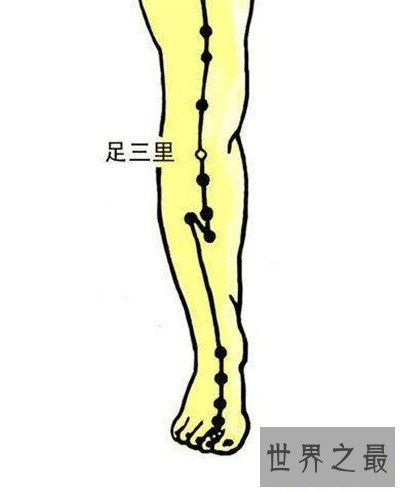 【图】足三里的准确地位图 一个具备抗衰老作用的穴位