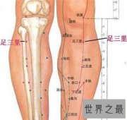 【图】足三里的准确位置图 一个具有抗衰老作用的穴位