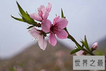 【图】桃月是几月呢 桃月是不是人们吃桃子的月份呢