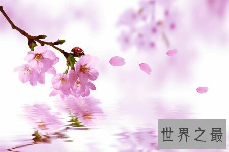 【图】桃月是几月呢 桃月是不是人们吃桃子的月份呢