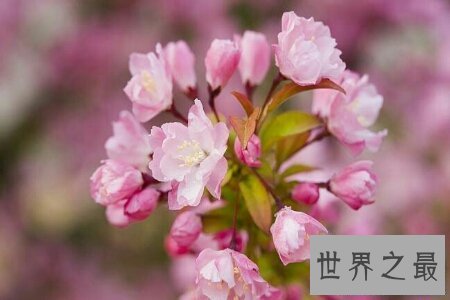 【图】桃月是几月呢 桃月是不是人们吃桃子的月份呢