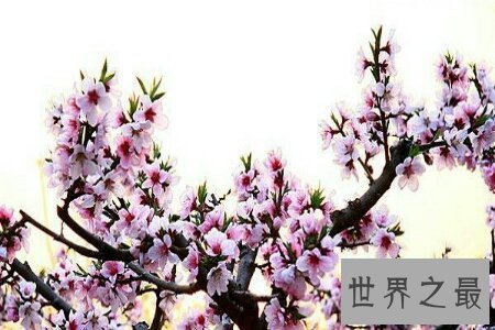 【图】桃月是几月呢 桃月是不是人们吃桃子的月份呢