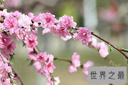 【图】桃月是几月呢 桃月是不是人们吃桃子的月份呢