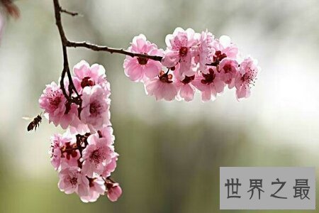 【图】桃月是几月呢 桃月是不是人们吃桃子的月份呢