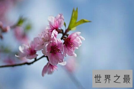 【图】桃月是几月呢 桃月是不是人们吃桃子的月份呢