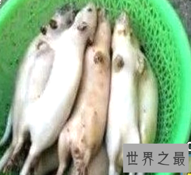 【图】街头小吃羊肉串 竟是老鼠肉混充羊肉害死人