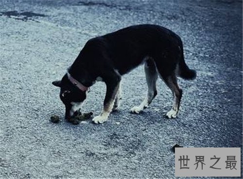 【图】吃大便成为日自己盛行餐 竟然要花50万人民币才