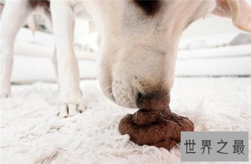 【图】吃大便成为日自己盛行餐 竟然要花50万人民币才