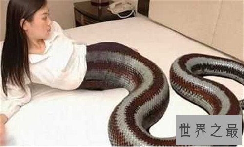 【图】间谍枪都长什么样 曾是和平期间能隐藏带毒的手