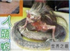 【图】美女蛇图片长什么样 曾有人头蛇身标本在国外展