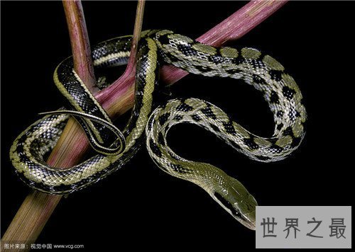 【图】美女蛇图片长什么样 曾有人头蛇身标本在国外展