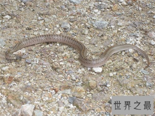 【图】美女蛇图片长什么样 曾有人头蛇身标本在国外展