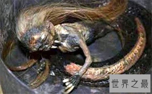 【图】美女蛇图片长什么样 曾有人头蛇身标本在国外展