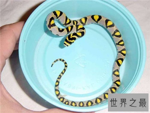 【图】美女蛇图片长什么样 曾有人头蛇身标本在国外展