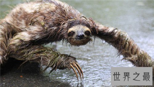 【图】水鬼图片长什么样 曾在长江捞起水鬼的尸体