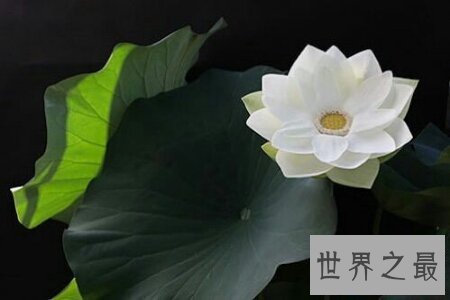 【图】不骄不躁是我国现代的一个四字成语 它的详细意