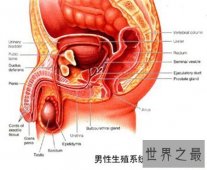 【图】男性生理大讲堂之男生殖器 勃起是什么意思