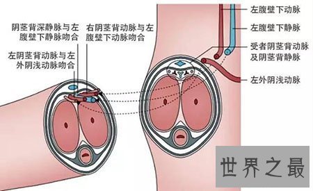【图】男性生理大讲堂之男生殖器 勃起是什么意思