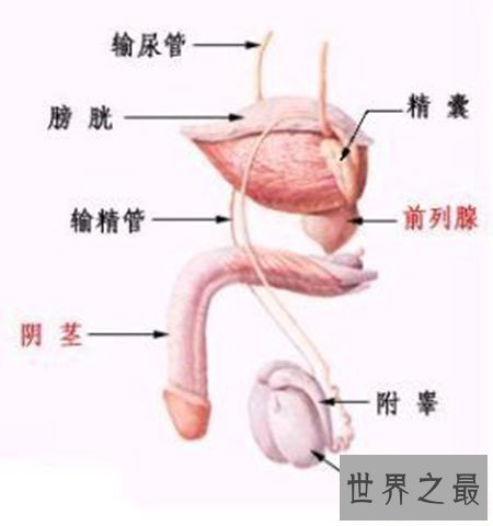【图】男性生理大讲堂之男生殖器 勃起是什么意思