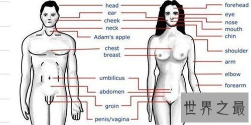 【图】生殖器有什么局部组成 女性生殖器的秘密曝光