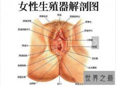 【图】生殖器有什么部分组成 女性生殖器的秘密曝光