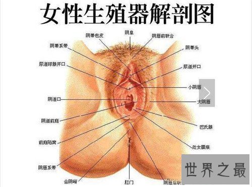 【图】生殖器有什么局部组成 女性生殖器的秘密曝光