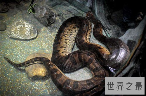 【图】巨蛇吃人事情是切实的吗 梦见巨蛇象征着什么